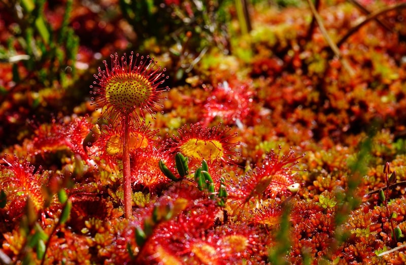 Herb Patches