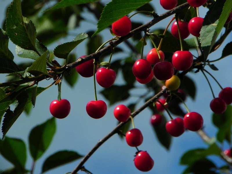 Cherry Tree