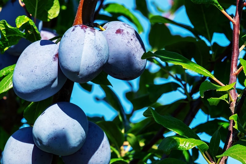 Plum Tree